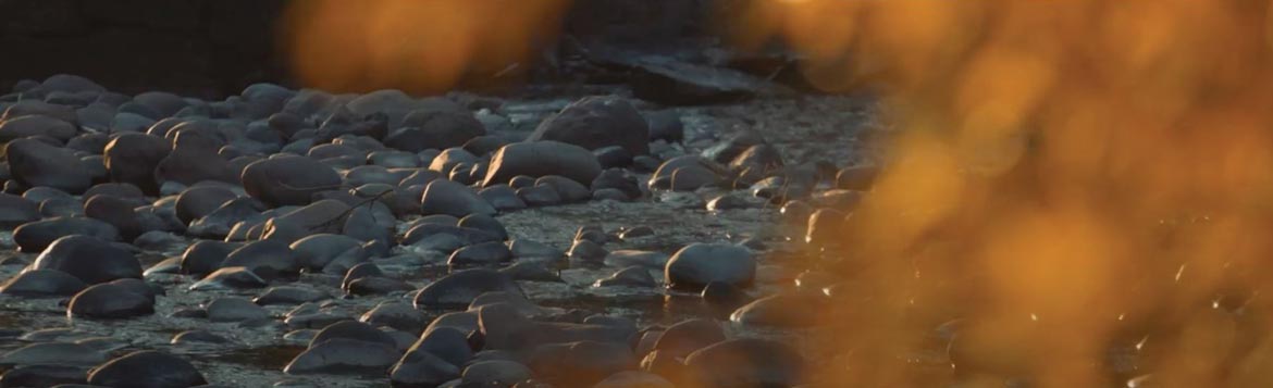 pebbles---nature.JPG